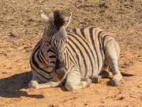 南非-開普敦🇿🇦大遷徙以外看非洲動物的好地方