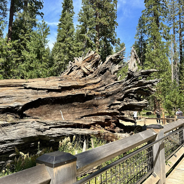 Yosemite NP was surreal!! 