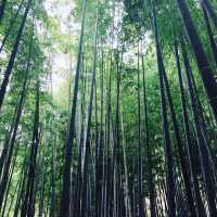 【神奈川県🇯🇵報国寺】竹林が有名な報国寺☺️マイナスイオンに癒されながらお抹茶で小休憩🍵