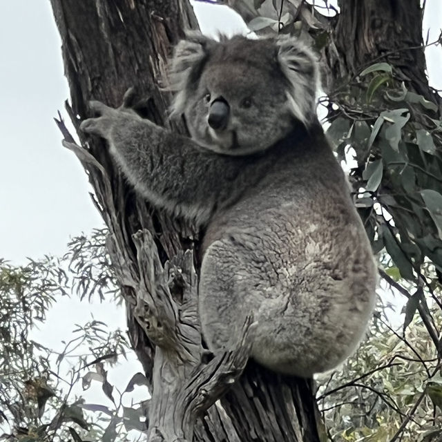 Adelaide 行山推介