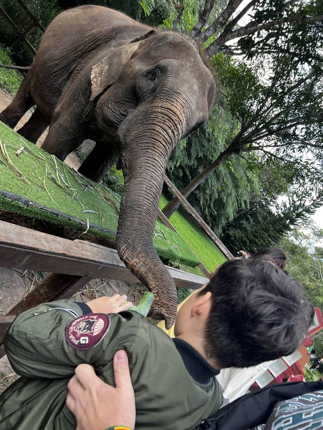 Surprising XishuanBanna 