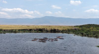 Safari Splendor in Serengeti