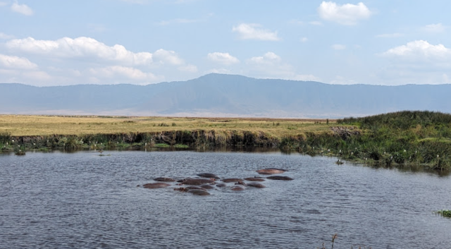 Safari Splendor in Serengeti