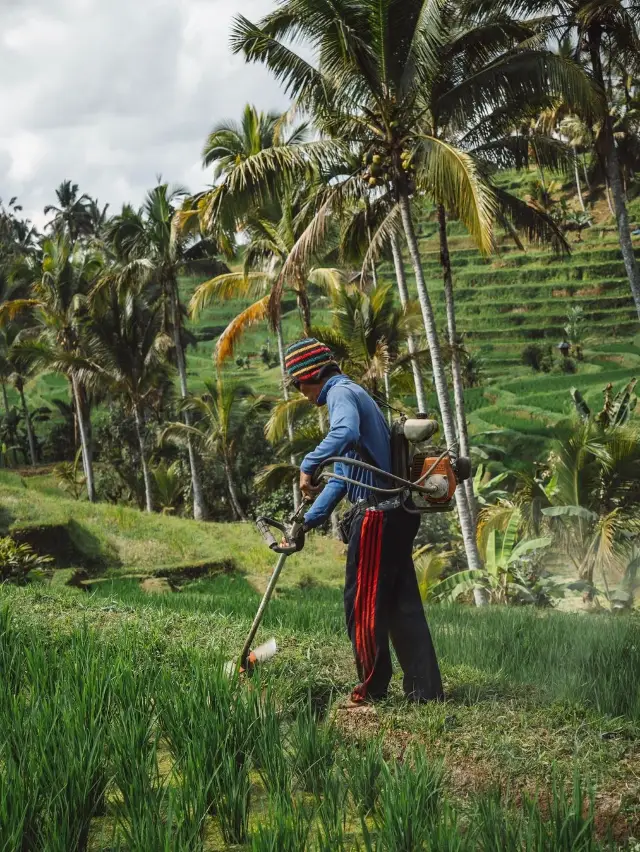  Jatiluwih Rice Terrace