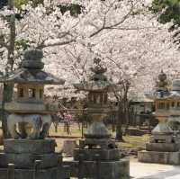 宮島和嚴島神社櫻花🌸