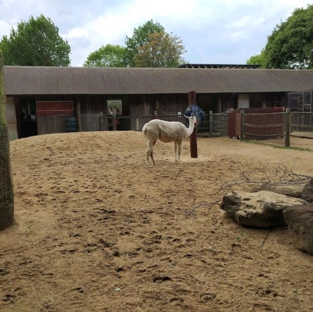 London zoo  