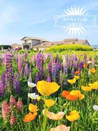 ☀️長井海之手公園 太陽之丘☀️體驗15米高的高空滑索