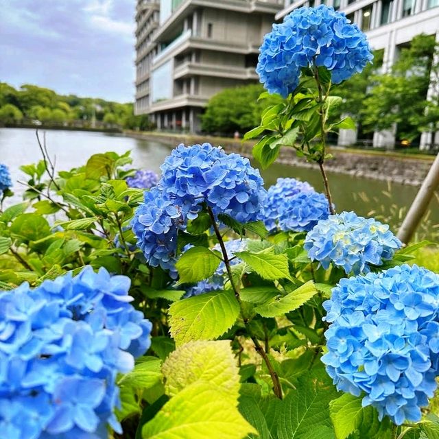 🌸東京皇宮酒店🌸居高臨下俯瞰東京皇居的護城河