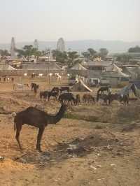Pushkar Camel Fair – A Vibrant Spectacle in Rajasthan