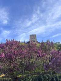 🌸🌸🌸 Granada is blooming beautiful 🌸🌸🌸