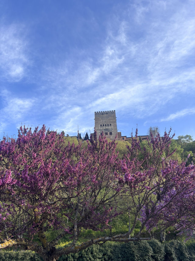 🌸🌸🌸 Granada is blooming beautiful 🌸🌸🌸