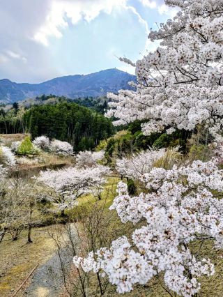 Spring Stroll at Fujikawa Craft Park