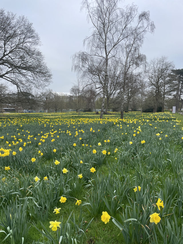 Potters bar garden