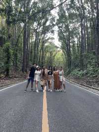 Ever Driven Through a Forest Tunnel? Bohol’s Man-Made Wonder Will Wow You