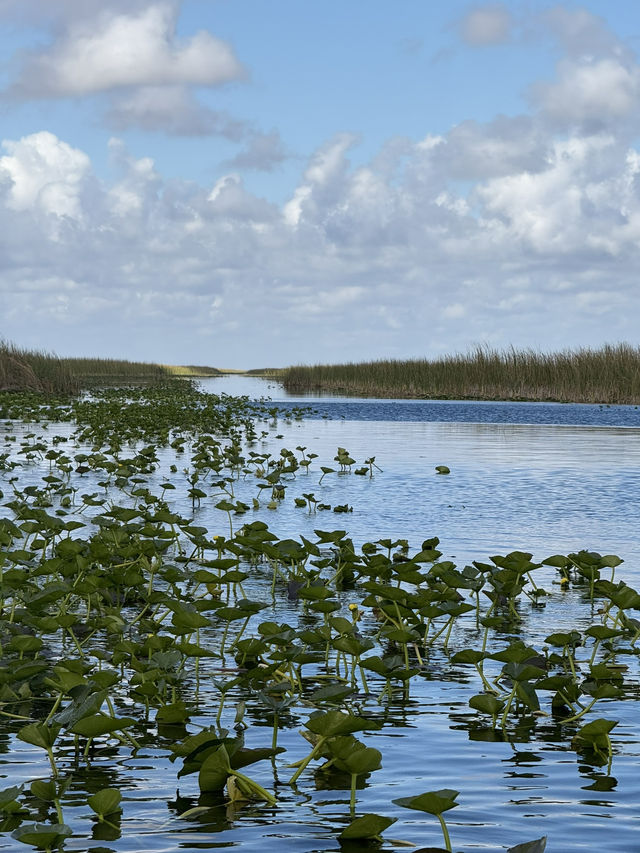 Our Miami Everglades Adventure! 🌿🐊