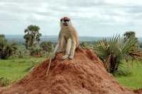 MONKEY SPECIES OF UGANDA: A PRIMATE PARADISE