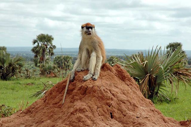 MONKEY SPECIES OF UGANDA: A PRIMATE PARADISE