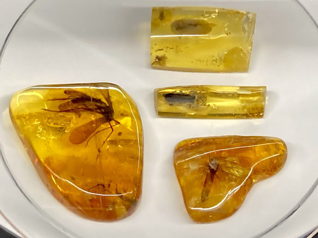Amber Museum in Kaliningrad.