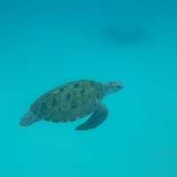 ๐ฒ๐พ Malaysia ๐๏ธ Redang Island Magic Escape ๐