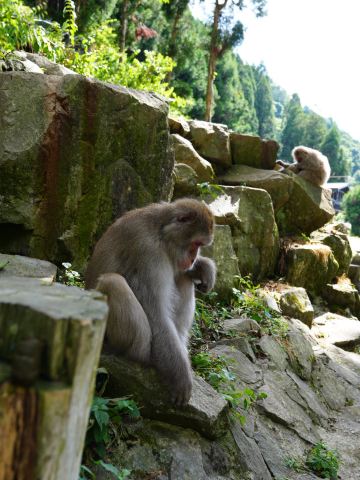 Lush Summer at Jigokudani Monkey Park: A Forest Stroll to Meet