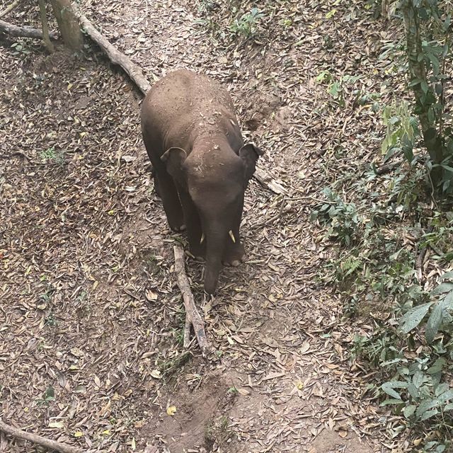 Spotting elephants in Xishuangbanna!