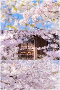 Kyoto Travel | The falling flowers and flowing water, Kyoto in spring is so romantic.