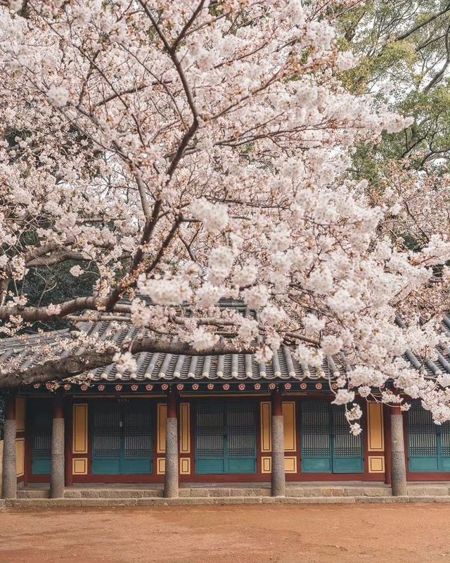 Jeju Island, a holy land for cherry blossom viewing.