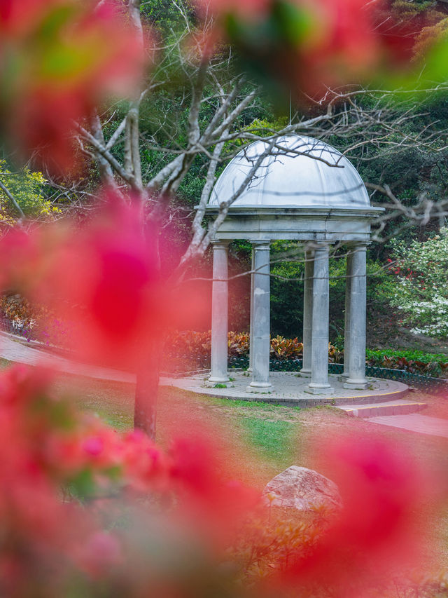 Hong Kong | I found Alice's Secret Garden 🌺 full of rhododendrons in bloom.