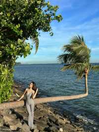 Singapore tourism, must-visit internet-famous coconut trees.