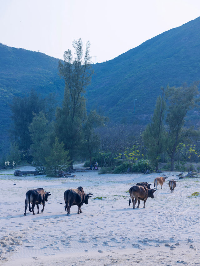 Hong Kong | The secret beach at Baisha is so beautiful 💙 Lazy hiking route attached