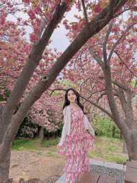 Busan's double-layered cherry blossoms 🌸 are in full bloom! So beautiful ahhh! 💓