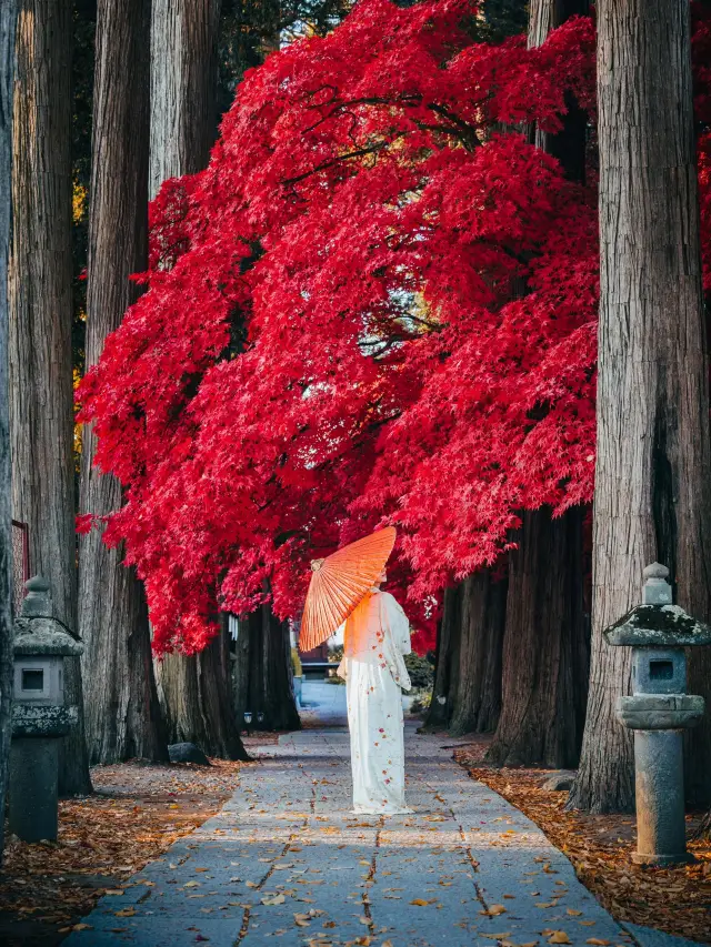 賞秋旅行指南｜日本關東篇🔴