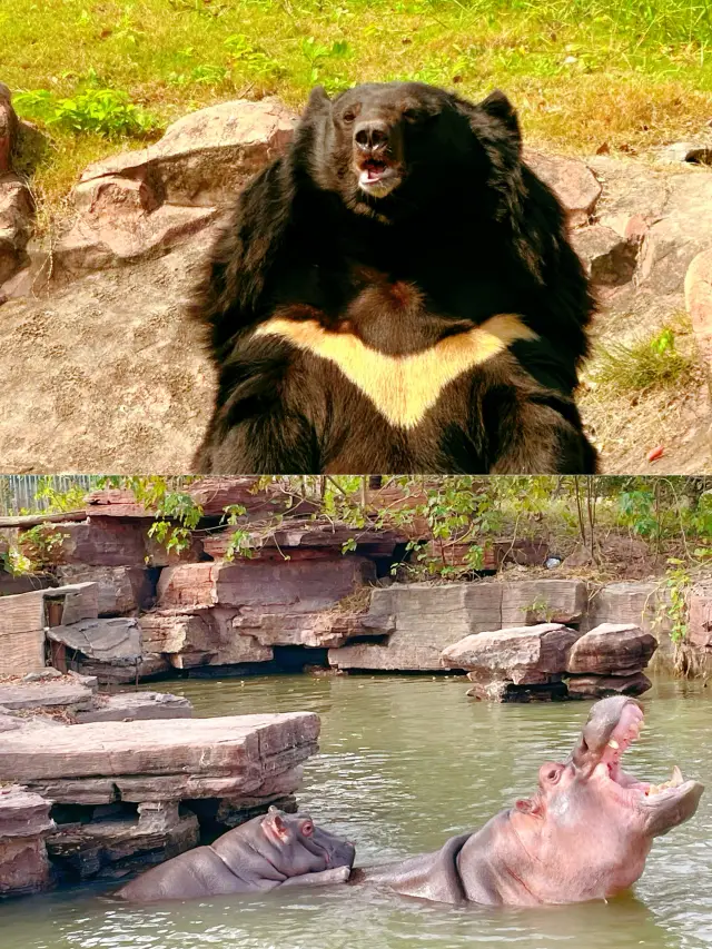 打卡南通森林野生動物園，親子遊好去處