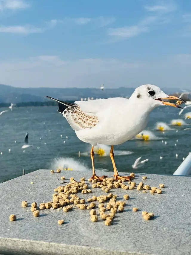 Kunming Dianchi Seagulls | A Love Letter from Siberia