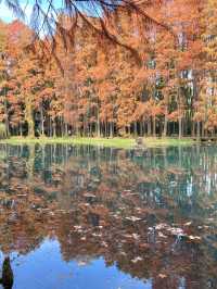 武漢小眾賞水杉地,讓你擺脫城市疲憊