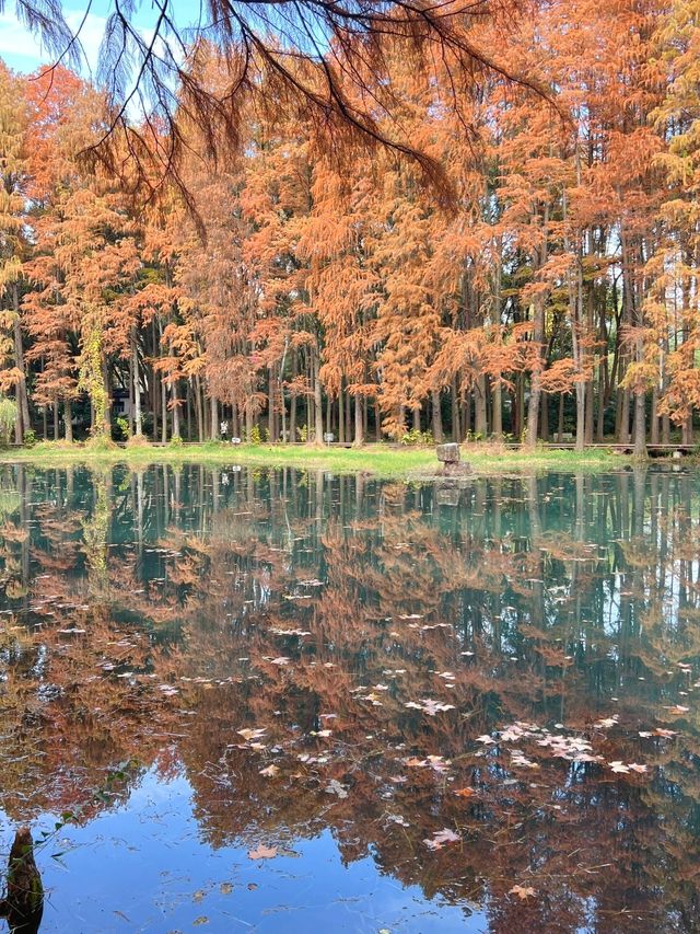 武漢小眾賞水杉地,讓你擺脫城市疲憊 武漢小眾賞水杉地,讓你擺脫城市疲憊