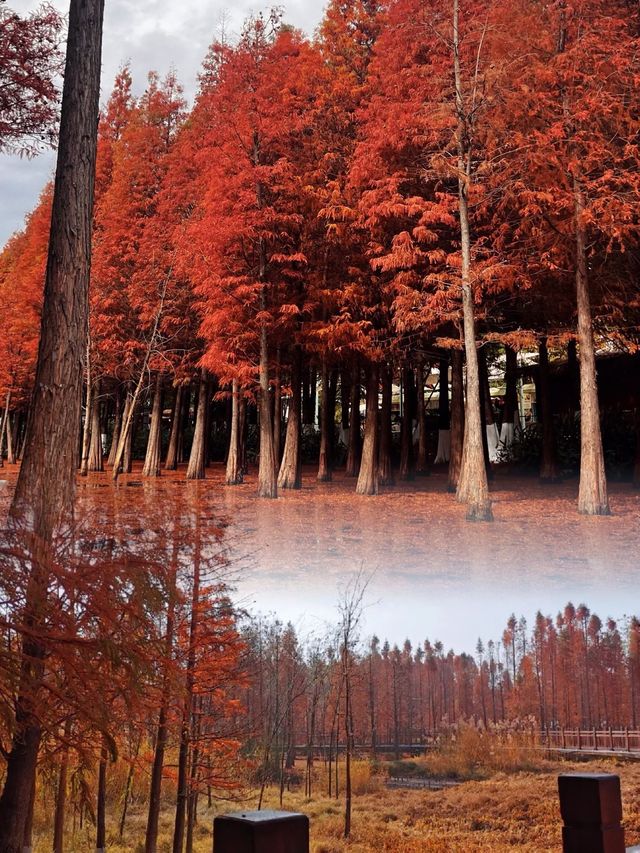 海洪濕地最浪漫的紅杉林，已成為滇池北岸最美的風景線