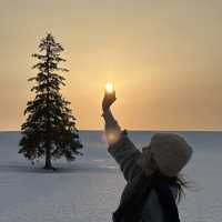 北海道美瑛聖誕樹和七星之丘打卡遊 ☃️
