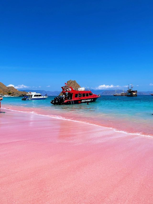印尼/科莫多島/你見過粉紅色的沙灘嗎？