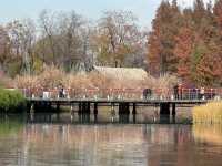 絕美濕地公園自然主義的天堂