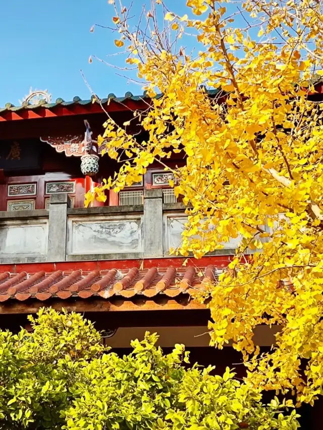 The ginkgo trees at Quanzhou Chengtian Temple have turned yellow