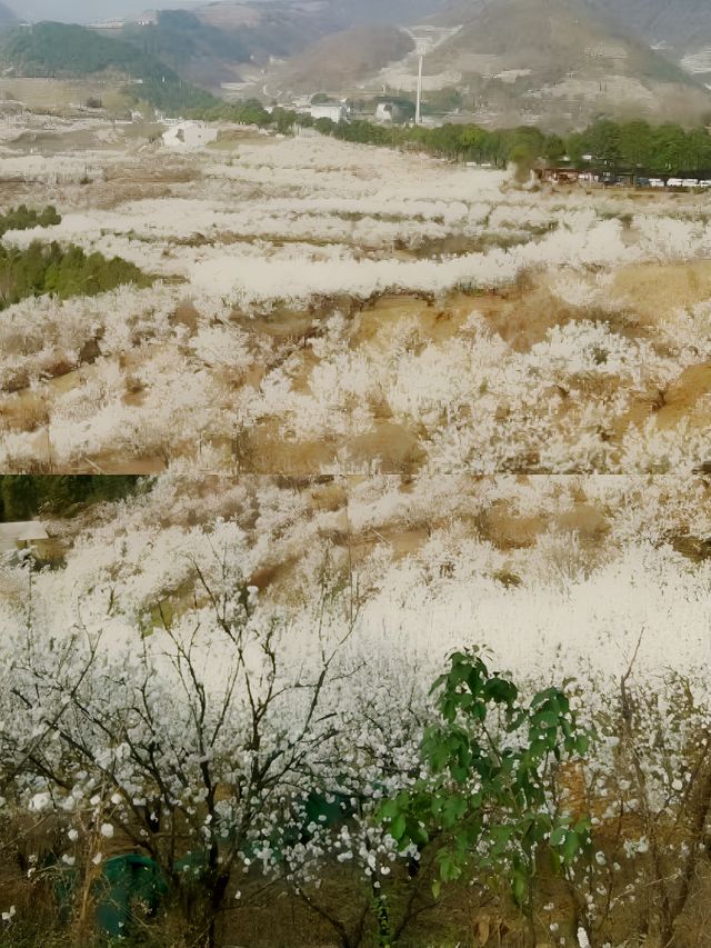 西鄉櫻桃溝，如霜似雪幻如煙，無愧於西北小
