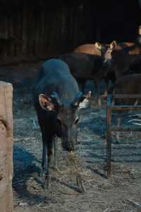 清邁亞洲最大夜間動物園Night Safari