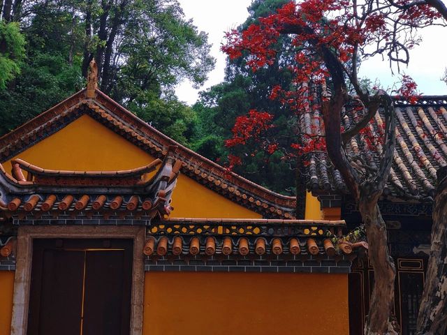 昆明秋天的黑龍潭公園，園林金秋兩相宜