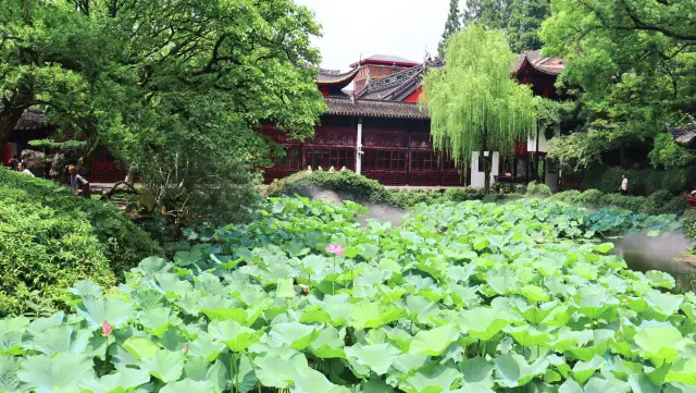 又來曲水園 取景咯