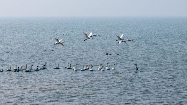 升金湖丨有著"中國鶴湖"之稱