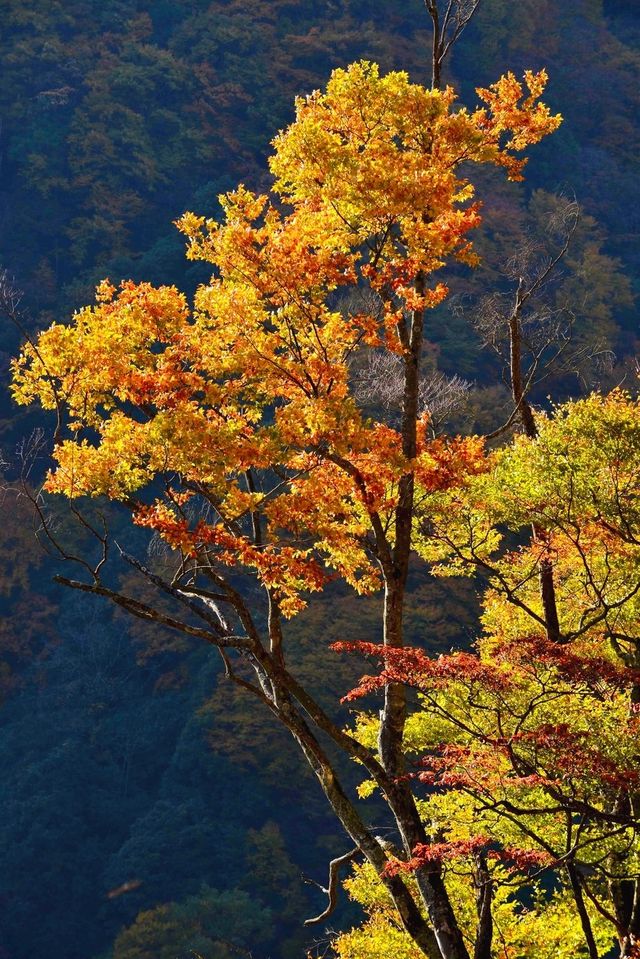 巴蜀光霧山水——有一種脫盡塵埃清澈秀逸的神韻