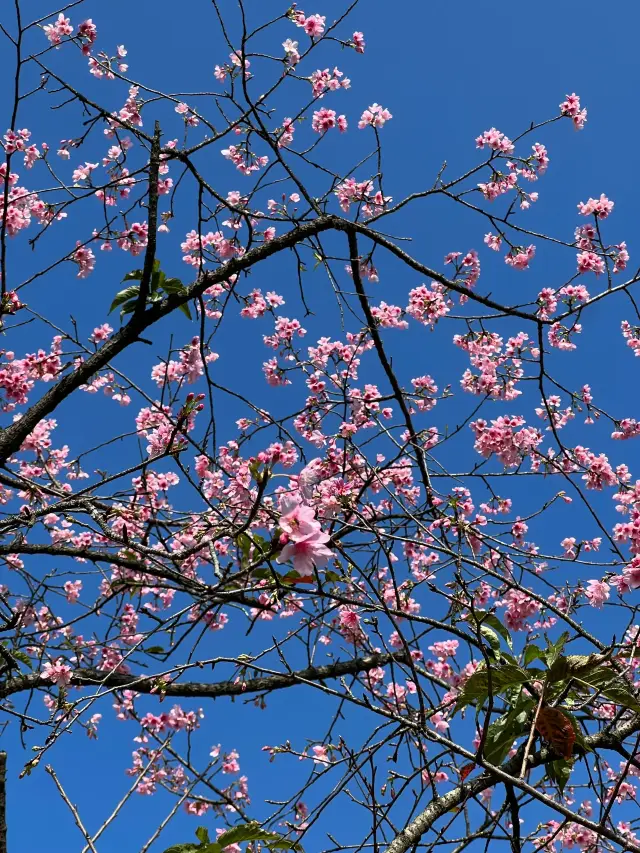 桜を見るために日本に行く必要はありません！！広州にはすでにあります