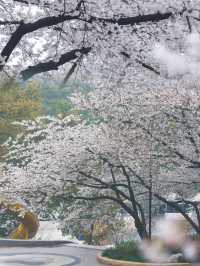 在杭州想和你淋一場櫻花雨！！