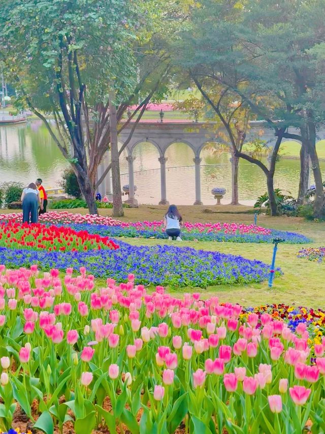 Live圖｜這才是廣州的莫內花園鬱金香開啦